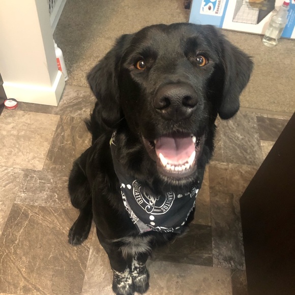 Meet your Posher, Tatum - Picture 1 of 1